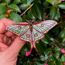 Load image into Gallery viewer, Spanish Moon Moth brooch
